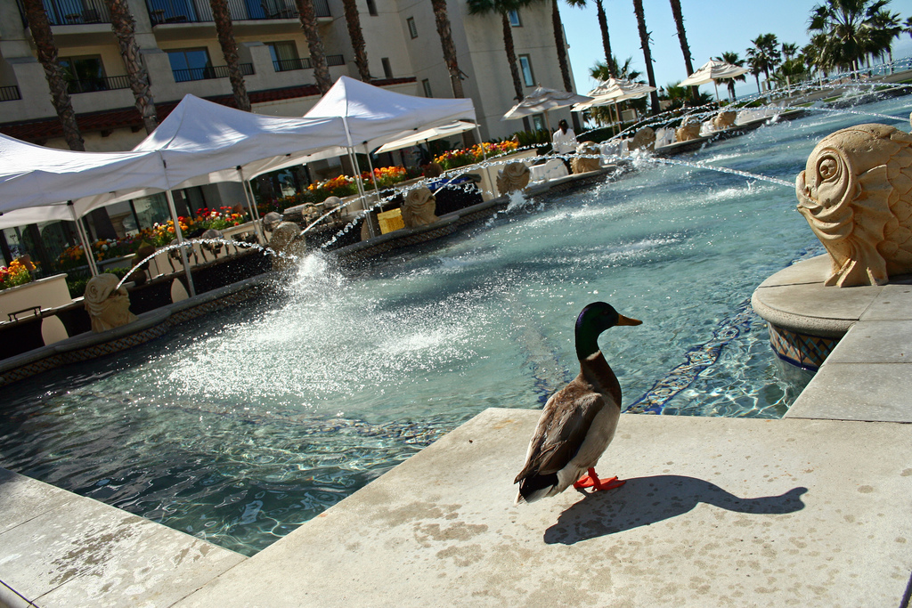 Hyatt Huntington Beach duck by John-Morgan