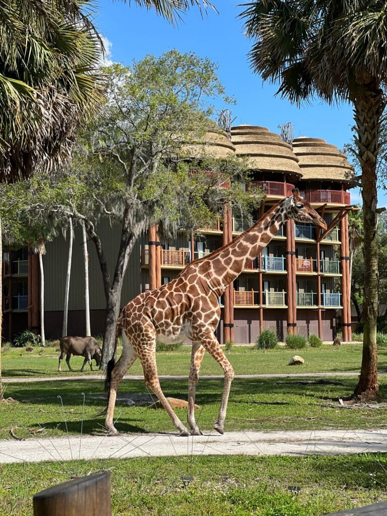 A giraffe walking across the savanna in front of Disney's Animal Kingdom Villas, with thatched roofs and colorful balconies